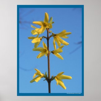 Forsythia Flowers Poster Print by S.Lynnette