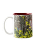 Forsythia