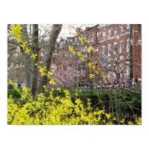 Forsythia posters by litabug Forsythia posters