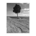 Fort Phoenix Tree postcards by cmiper Fort Phoenix Tree postcards