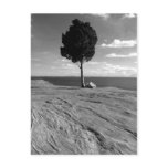 Fort Phoenix Tree Postcards