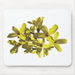 Forthysia Closeup Mouse Mats