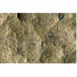 Fossil matrix, Mali, Africa Cut Outs