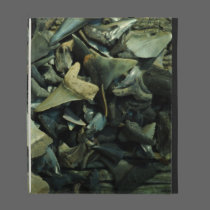 Fossil Shark Tooth Collection iPad Folio caseable cases