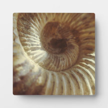Fossil Sitting In Sun Light Plaques
