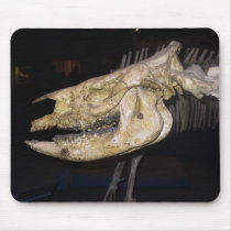 Fossil skull mousepads by APeach Fossil skull mousepads