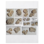 FOSSILIZED MAMMAL VERTEBRA flyers