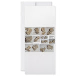 FOSSILIZED MAMMAL VERTEBRA RACK CARDS