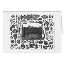 FOSSILS CARDS
