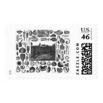 FOSSILS STAMP
