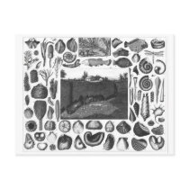FOSSILS POSTCARDS