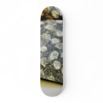 Fossils Rocks Coral skateboards by lifesphere Fossils Rocks Coral skateboards