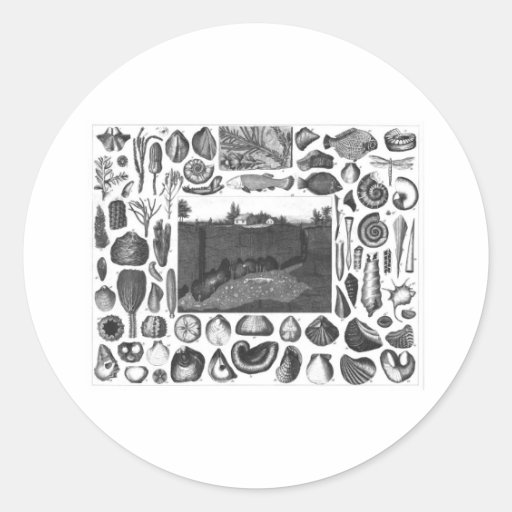 FOSSILS ROUND STICKERS