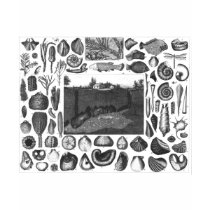 FOSSILS t-shirts by ANTIQUITIES FOSSILS t-shirts