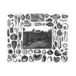 FOSSILS T SHIRTS