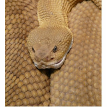 Foto asustadiza de la serpiente de cascabel esculturas fotograficas