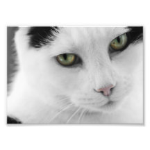 Foto blanca del gato