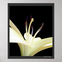 Foto de las flores de los lirios de la flor del li poster