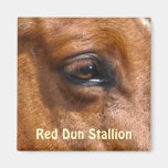 Foto equina del ojo del Dun del caballo rojo del s Imanes