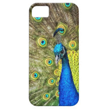 Foto hermosa del pavo real iPhone 5 fundas