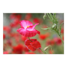 Foto rosada y roja de las amapolas