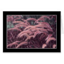 Fountain Grass cards by JFFLETCHER Fountain Grass cards