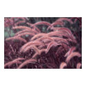 Fountain Grass Print w/o Borders by JFFLETCHER Fountain Grass Print w/o Borders