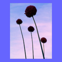 Four Allium Flowers posters