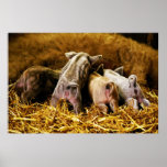 Four Baby Piglet Mangalitsa Hogs Showing Butts posters