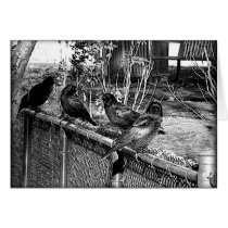Four Black Crows Sitting on Fence cards