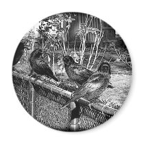 Four Black Crows Sitting on Fence magnets
