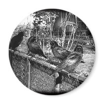 Four Black Crows Sitting on Fence magnets