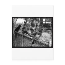 Four Black Crows Sitting on Fence postcards