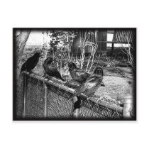 Four Black Crows Sitting on Fence postcards