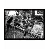Four Black Crows Sitting on Fence t-shirts