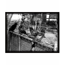 Four Black Crows Sitting on Fence t-shirts