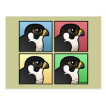 Four Color Peregrine Falcon Postcard