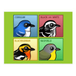 Four Color Warblers Postcard