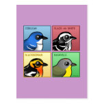 Four Color Warblers Postcard