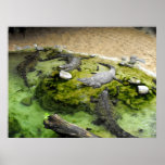 Four crocodiles in Fuengirola zoo posters