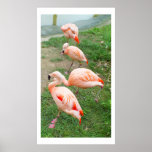 Four flamingos poster