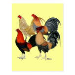 Four Game Cocks Post Cards