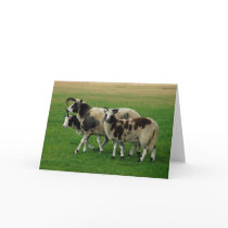 Four horned sheep greeting card cards