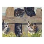 "Four Kittens Playing" Vintage Postcards