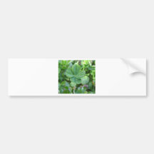 Four leaf clover bumper sticker