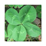 four, leaf, clover, grass, st., patricks, day,