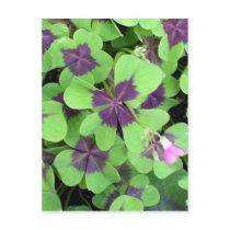 Four Leaf Clover Postcard