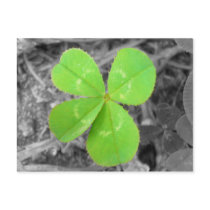 Four Leaf Clover Postcard - Black & White & Green