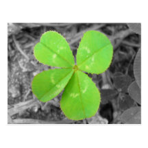 Four Leaf Clover Postcard - Black & White & Green