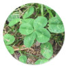 Four Leaf Clover sticker